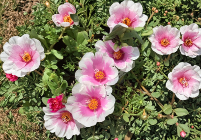 Pink and White Jumbo Samba Portulaca Cuttings Fancy Moss Rose Unrooted Live Trailing Flower Plant