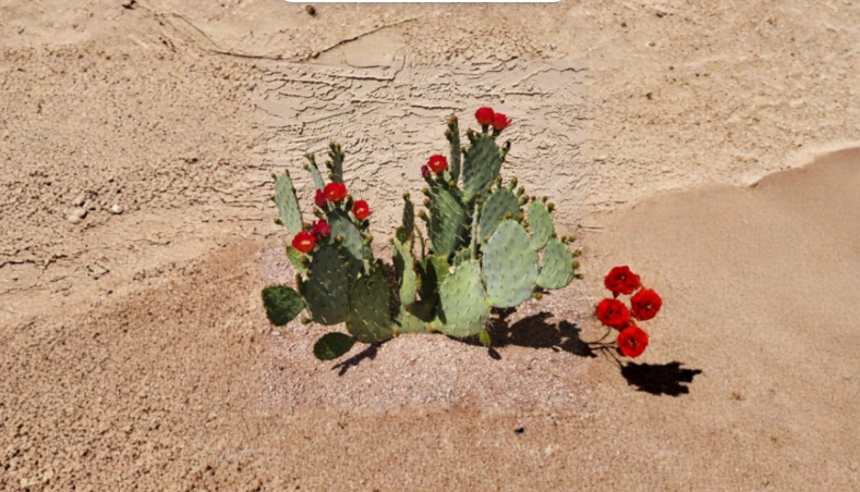 Opuntia Fruit Punch Hybrid Prickly Pear Cactus Pad Cutting Live Segment for Planting Desert Garden