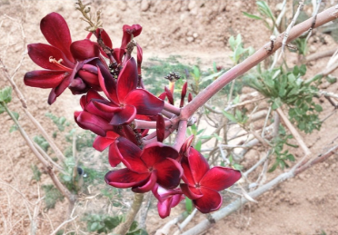 Plumeria Simply Red Cutting Fresh Unrooted Tropical Frangipani Plant Stem