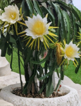 Robles Red Dragon Fruit Rooted Cutting 8–10 Inch Pitaya Plant Hylocereus Undatus