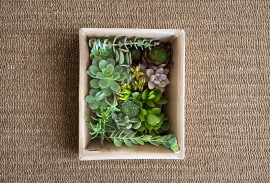 50 Succulent Cuttings Assorted 15 Varieties Live Plant Propagation Pack Indoor Outdoor Drought Tolerant Plants