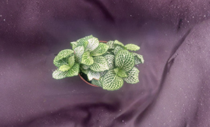 Fittonia Purple Snow Anne Live Plant 3 Inch Pot Nerve Plant Rooted Houseplant with Purple and White Veined Foliage