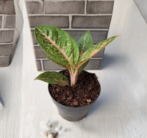 Aglaonema Queen Red Valentine Rooted Starter Plant Pink Red Chinese Evergreen Indoor Houseplant