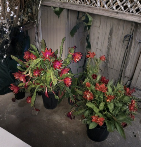 2 Epiphyllum Orchid Cactus Cuttings Purple Orange Bloom 8-14 Inch Quynh Hoa Live Plant Segments