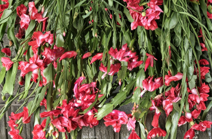 Christmas Cactus Schlumbergera Buckleyi 6 Fresh Cuttings 4 Segment Stems Old Fashion Holiday Cactus