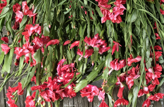 Christmas Cactus Schlumbergera Buckleyi 6 Fresh Cuttings 4 Segment Stems Old Fashion Holiday Cactus