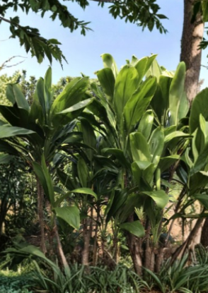 50 Hawaiian Green Ti Leaf Cuttings 6 Inch Starter Logs Cordyline Fruticosa Tropical Foliage Plant Propagation