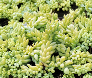 Burro’s Tail Succulent Cuttings Sedum morganianum Trailing Houseplant Unrooted Lot of 3