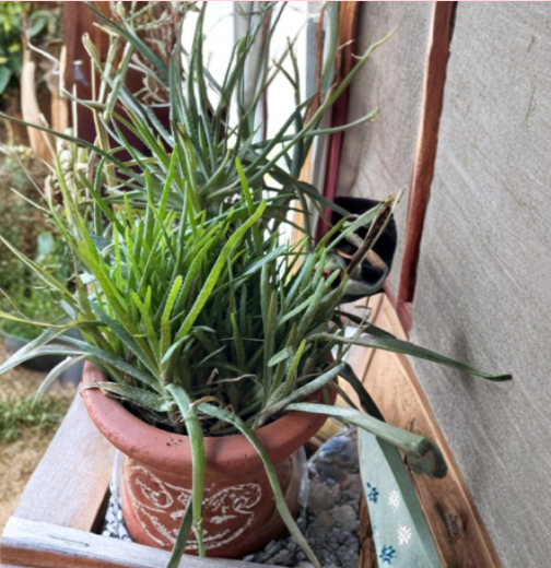 5 Aloe Vera Chinensis Rooted Plants 6 to 8 Inch Live Succulent Saplings