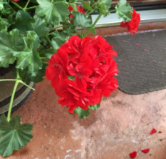 Geranium Mountie Red Pelargonium Sport Cuttings Red Flower Garden Plant