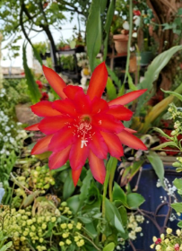 Epiphyllum Fayette Unrooted Cuttings 8-10 Inch Orchid Cactus Hybrid Live Plant for Propagation