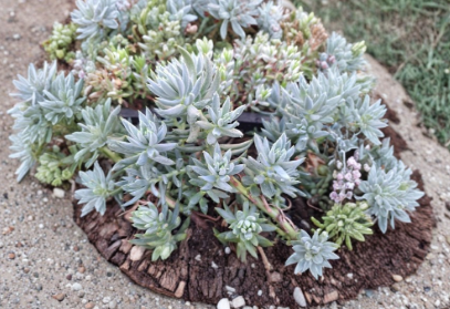 Sedum Blue Spruce Cuttings 10 Count Trailing Ground Cover Cold Hardy Succulent Plant for Rock Garden