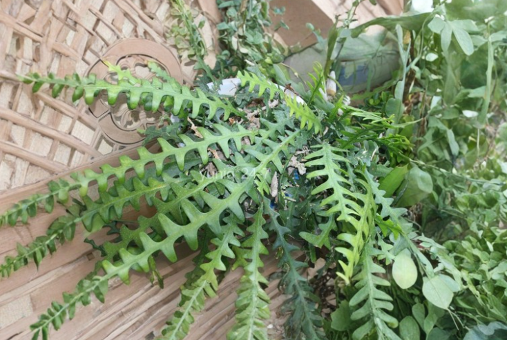 Ric Rac Cactus Cutting Cryptocereus Anthonyanus Fishbone Orchid Cactus Live Succulent Plant Segment