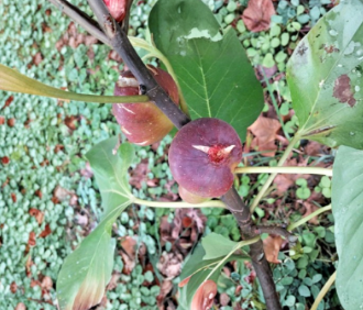 Black Marseilles Fig Tree Cuttings 6 Unrooted Hardwood Cuttings Ficus carica