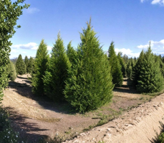 20 Leyland Cypress Tree Cuttings 7 to 8 Inch Unrooted Hedge Plants for Privacy Screen