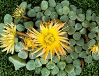 Fenestraria Rhopalophylla Baby Toes Succulent Seeds 10 Seeds Living Stone Plant