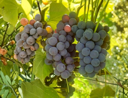 Bluebell Grape Cuttings Vitis Labrusca 2 Dormant Hardwood Unrooted Cuttings