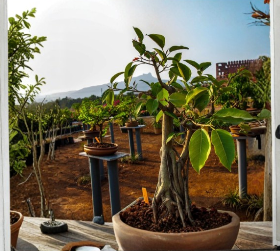 Ficus Audrey Plant Plug 3 to 6 Inch Ficus Benghalensis Indoor Ornamental Tree Starter TC Plant