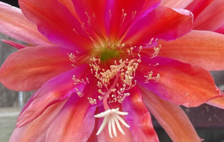 Epiphyllum Orchid Cactus Alaska Gold Cutting 8 Inch Unrooted Stem Live Succulent