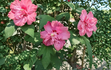 Freedom Rose of Sharon Cuttings Hibiscus Syriacus Double Pink Flower Unrooted Shrub Stems for Propagation