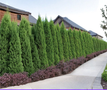 Emerald Green Arborvitae 10 Fresh Cuttings 10-15 cm Thuja Occidentalis Unrooted Evergreen Shrub Stems for Propagation