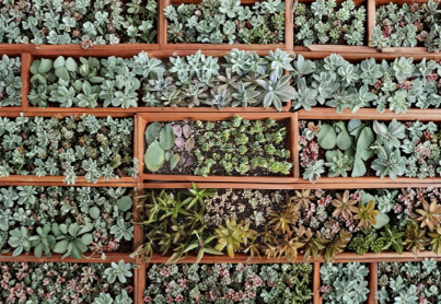 100 Succulent Leaf Cuttings Assorted Varieties Bonus Starts and Rosettes for Propagation