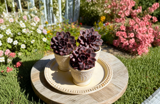 Echeveria Black Mamba 2.5 Inch Live Succulent Plant Dark Rosette Houseplant