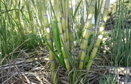 Sugarcane Live Plant Cuttings Set of 2 With Leaves Tropical Garden Cane
