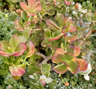 Rainbow Jade Plant Cuttings Crassula Ovata Variegated Succulent 3 Cuttings
