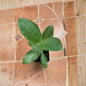 Giant Milkweed Calotropis Procera Live Plant 4 Inch to 1 Gallon Tropical Ornamental Shrub