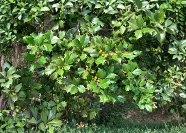 75 American Holly Unrooted Cuttings Ilex Opaca Evergreen Tree Stems for Propagation Fresh Live Plant Material