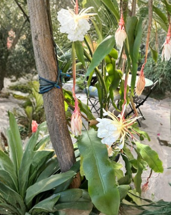 8 Epiphyllum Oxypetalum Cuttings Queen of the Night Orchid Cactus White Blooming Plant Segments for Propagation