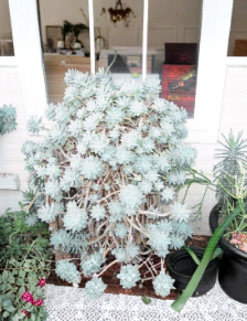 Graptopetalum Ghost Plant Cutting Succulent Unrooted Live Stem for Propagation Indoor Outdoor Garden