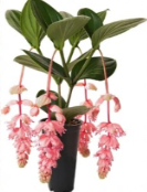 Medinilla Magnifica Royal Glow Rooted Starter Plant Tropical Pink Flower Indoor Plant