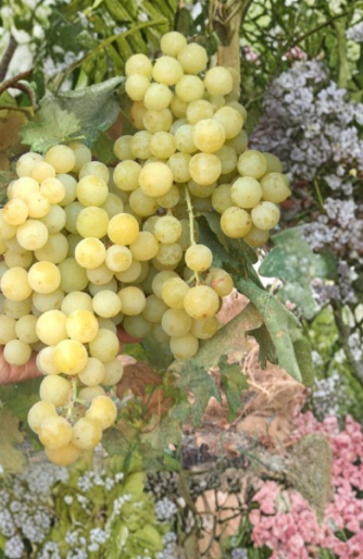 10 Sugar Sweet Seedless Grape Vine Cuttings Thin Scion Wood for Grafting