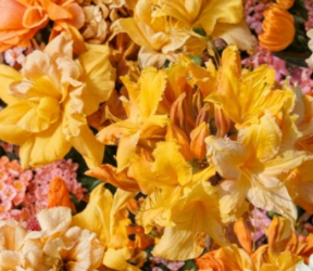 Golden Lights Deciduous Azalea Starter Plant Small Rhododendron Northern Lights Series