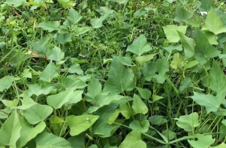 Beauregard Sweet Potato Slips 15 Live Cuttings Organically Grown Ipomoea batatas for Planting