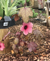 Cranberry Hibiscus Acetosella Live Plant Cuttings Roselle Ornamental Foliage Hibiscus