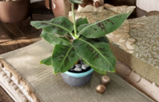 Truly Tiny Banana Plant Musa Small Rooted Starter Tropical Plant