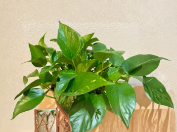 Green Pothos Cuttings Set of 3 Epipremnum aureum Live Houseplant Starter
