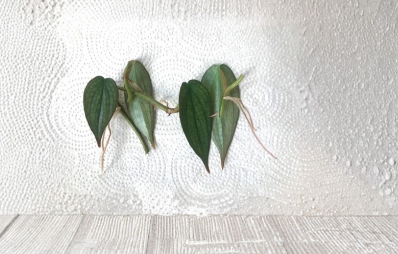 Philodendron Burle Marx Fantasy One Node Cutting Tropical Aroid for Vivarium Terrarium