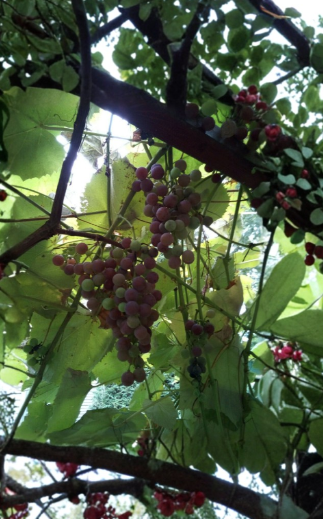 6 Catawba Grape Cuttings 12 to 14 Inch Scion Wood Stems for Rooting and Grafting