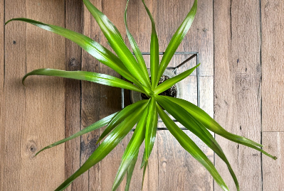 5 Solid Green Spider Plant Pups 3-5 Inch Chlorophytum Comosum Fresh Unrooted Cuttings Indoor Houseplant Starter