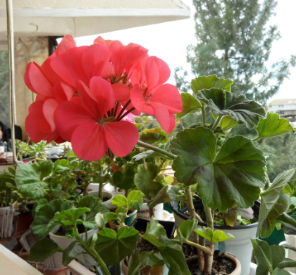Zonal Geranium Cuttings 5 Inch Pelargonium hortorum 4 Count Flowering Plant
