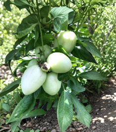 Pepino Melon Cuttings Vista Variety Solanum muricatum Live Plant Starter Set of 6