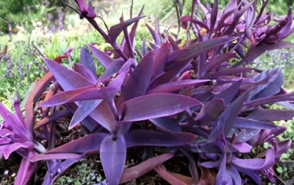 Purple Heart Tradescantia Cuttings 5 Plus Count Tradescantia Pallida Purpurea Live Trailing Plant