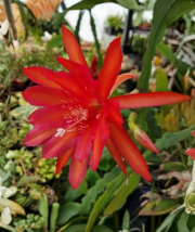 Epiphyllum Fayette Orchid Cactus Unrooted Cuttings 8–10 Inch Night Blooming Cactus Segment