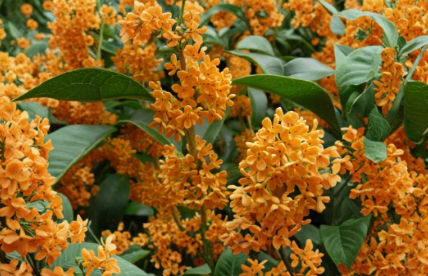 Apricot Echo Sweet Olive Osmanthus Fragrans Rooted Starter Plant Fragrant Flowering Shrub for Garden or Container
