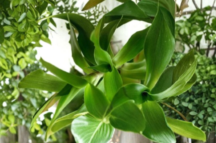 Callisia Fragrans Live Plant Basket Chain Plant Rooted Cutting Easy Care Trailing Indoor Houseplant