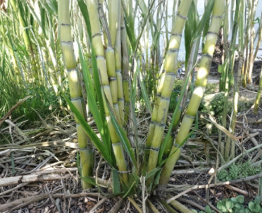 5 Rooted Sugarcane Cuttings Live Tropical Plant Saccharum Officinarum Ready to Plant Garden Starter